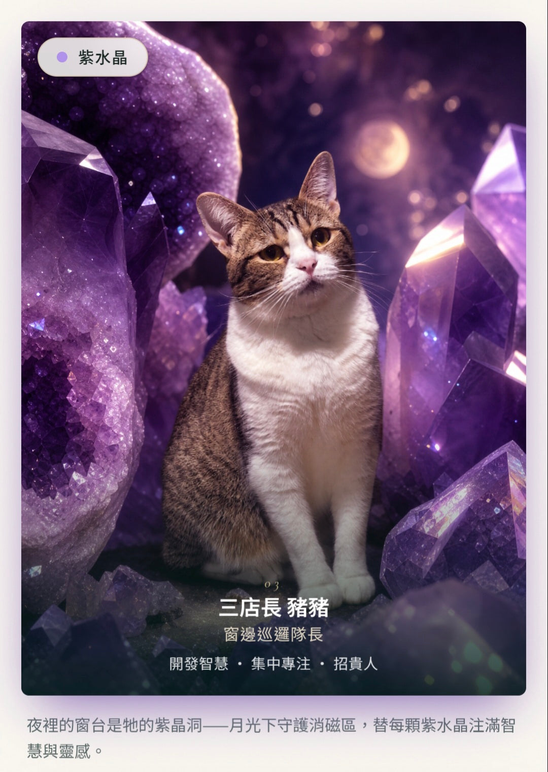 🔮 豬豬精選｜智慧多寶系列